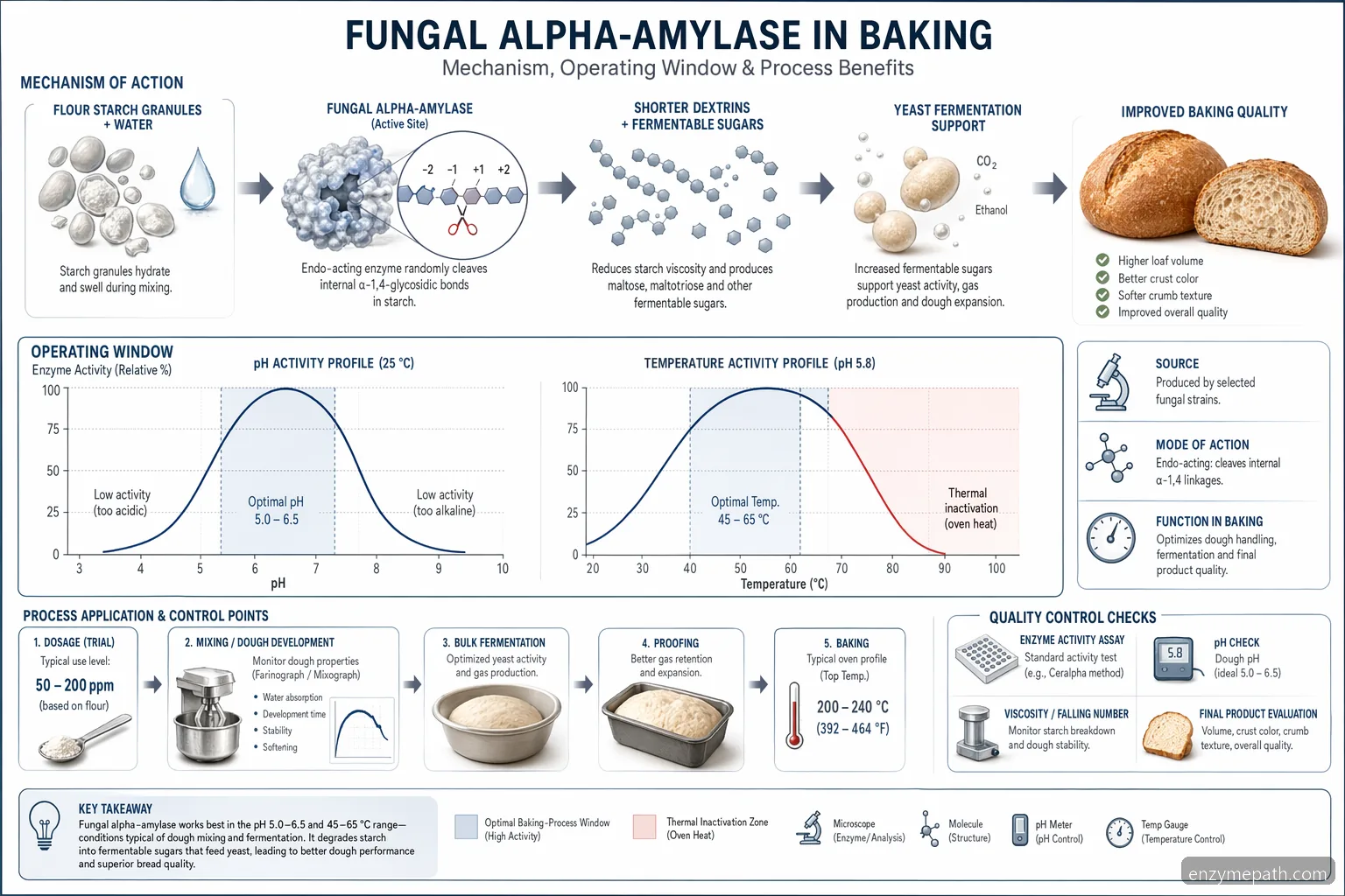 แผนภาพกระบวนการ alpha-amylase สำหรับเอนไซม์อบขนม แสดงการเปลี่ยนแป้ง ปริมาณใช้ pH และอุณหภูมิเตาอบ