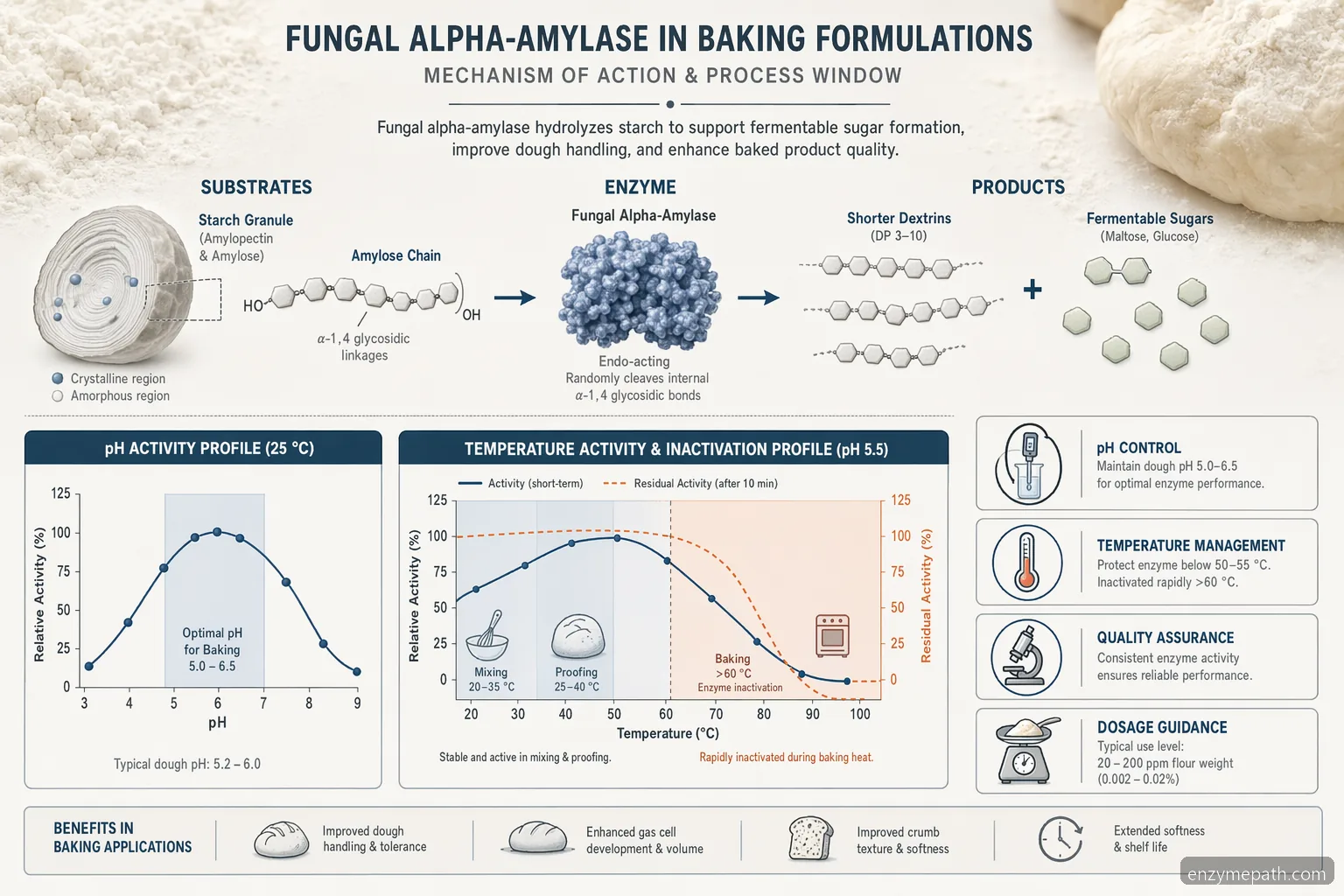 Diagramă de proces pentru baking enzyme fungal alpha-amylase, cu descompunerea amidonului, fereastra pH-temperatură și inactivare termică