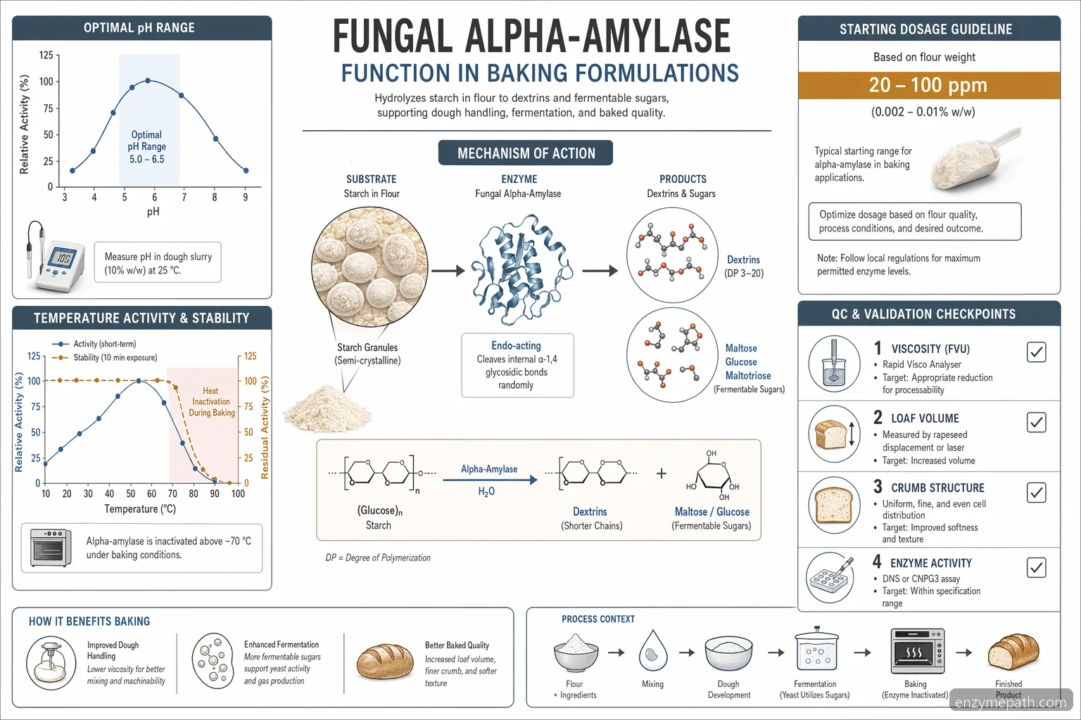 Backenzym-Markt: Wirkungsdiagramm von fungal alpha-amylase mit Stärkehydrolyse, pH-Bereich, Hitzedenaturierung und QC