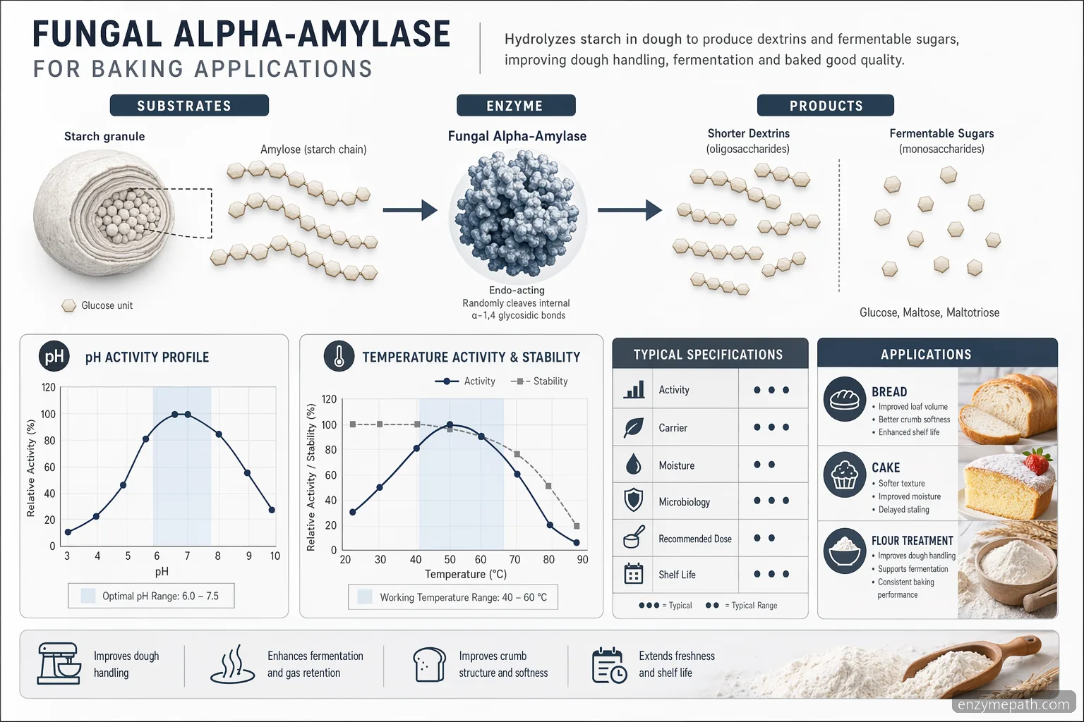 Prozessdiagramm für Enzyme in der Backindustrie mit fungal alpha-amylase, Stärkeumwandlung, pH-Temperatur-Bereich und QC-Prüfungen